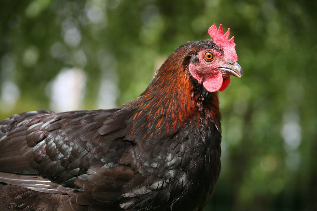 Gite De La Ferme Des Crins Blancs Villa อาซบรูค ห้อง รูปภาพ