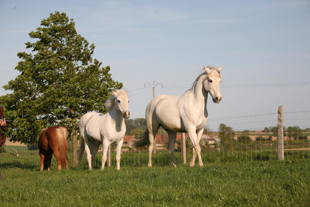 Gite De La Ferme Des Crins Blancs Villa อาซบรูค ภายนอก รูปภาพ