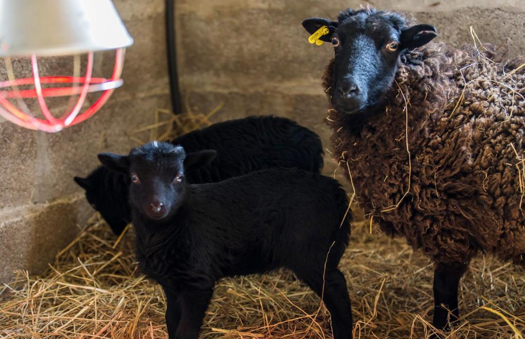 Gite De La Ferme Des Crins Blancs Villa อาซบรูค ภายนอก รูปภาพ